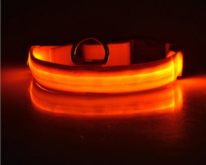 Collier pour chien Night Glow