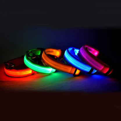 Collier pour chien Night Glow