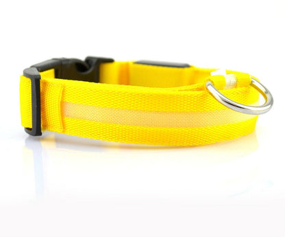 Collier pour chien Night Glow