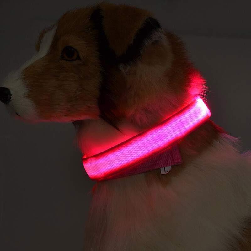 Collier pour chien Night Glow